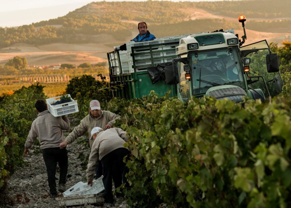Foto de los vendimiadores de Vega Sicilia en la recolección de la uva en 2021 