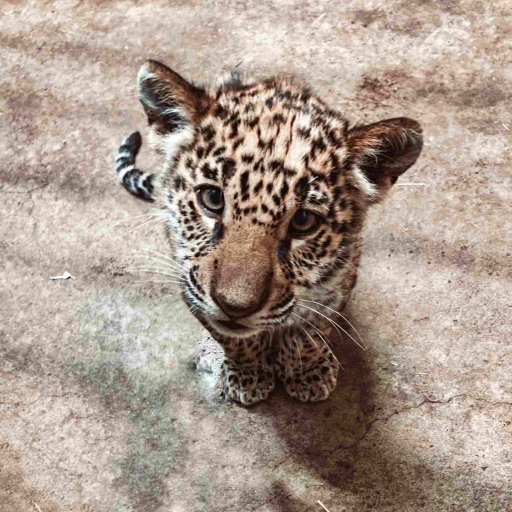 Foto tigre bebé del zoo de Burdeos